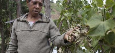 A woman crumbles her drought effected aupua plant leaves, Papua New Guinea 