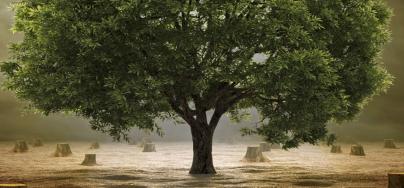 Cover picture of the joint report "Pitfalls and Potentials: The Role of Bioenergy in the EU Climate and Energy Policy Post 2020". Photo: shutterstock