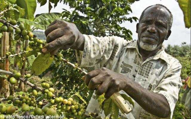 Man picking coffee beans in Uganda