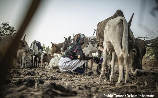 Woman milking cows 