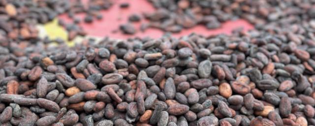 Beans