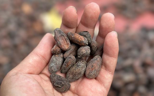 Cocoa Beans