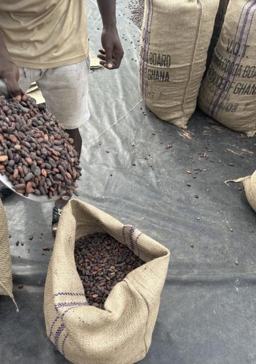 Cacao