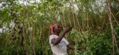 Aminata Jalloh, 26, Cash Grant Farmer- Katumbo (near Kabala Town). Photo: Tommy Trenchard/Oxfam