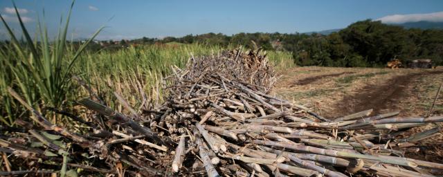 Large-scale sugar cane ethanol projects have resulted in serious environmental and social consequences for local populations in the Global South.