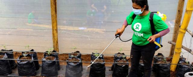 Rubia Martínez Guevara sprays organic pesticide onto plants in a macro-tunnel. (San Simón, Morazán. November 2022) 